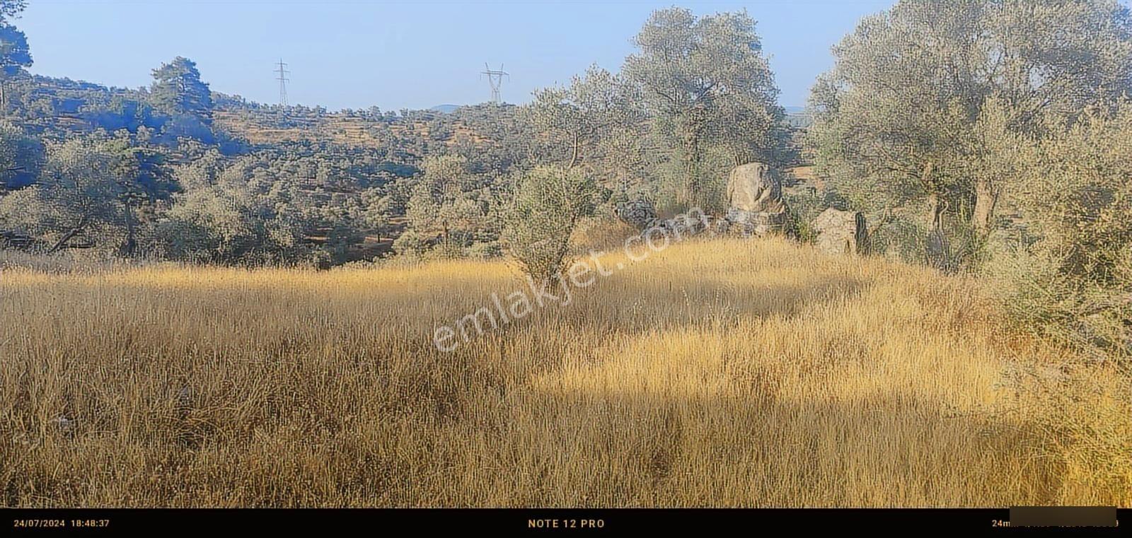 Pınar Emlak Satılık Muğla İli Milas İlçesi Bayır Mah.yola&dere C - Görsel 11