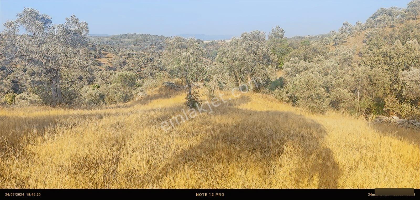 Pınar Emlak Satılık Muğla İli Milas İlçesi Bayır Mah.yola&dere C - Görsel 32
