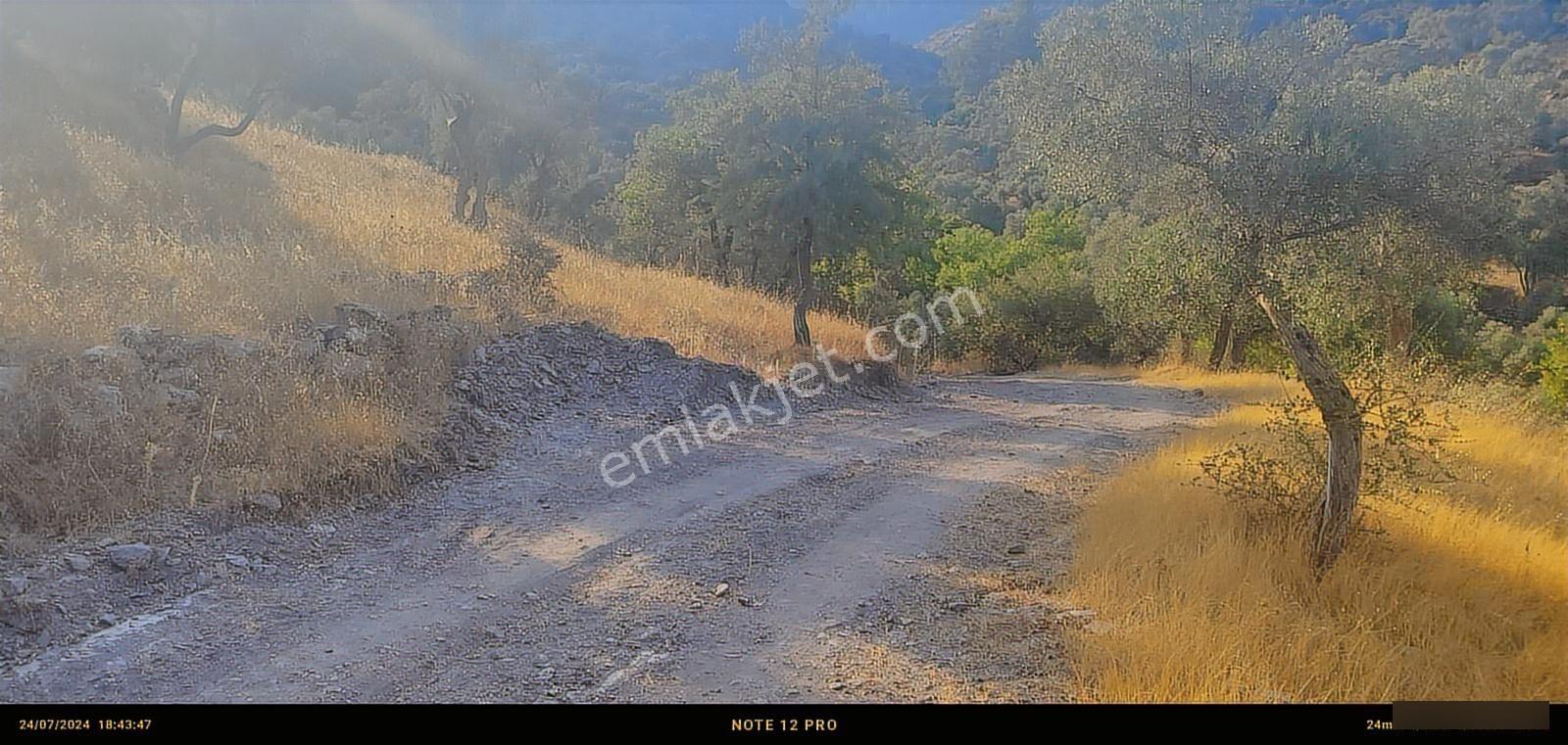 Pınar Emlak Satılık Muğla İli Milas İlçesi Bayır Mah.yola&dere C - Görsel 35