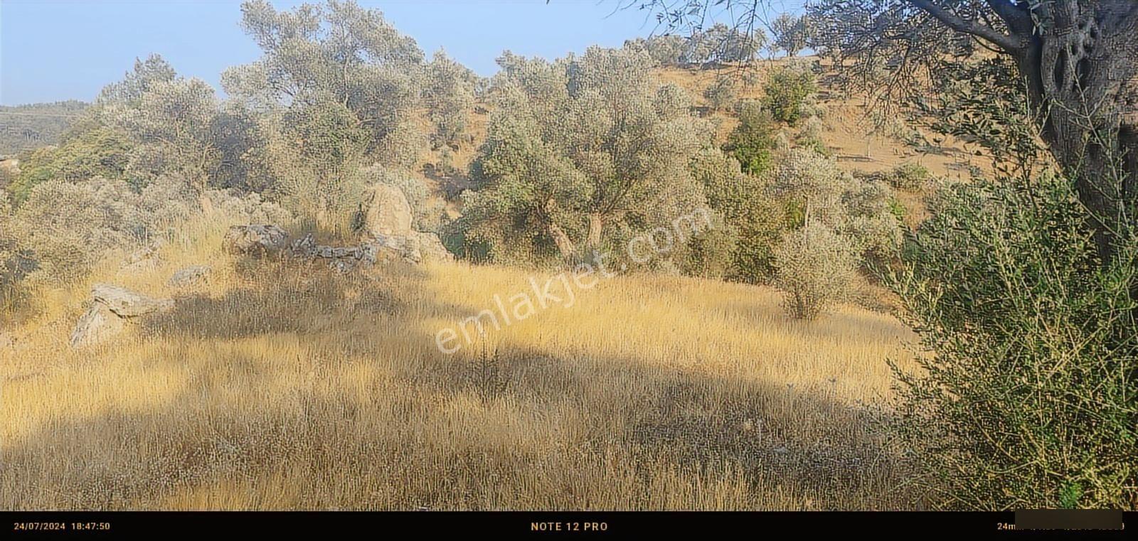 Pınar Emlak Satılık Muğla İli Milas İlçesi Bayır Mah.yola&dere C - Görsel 19