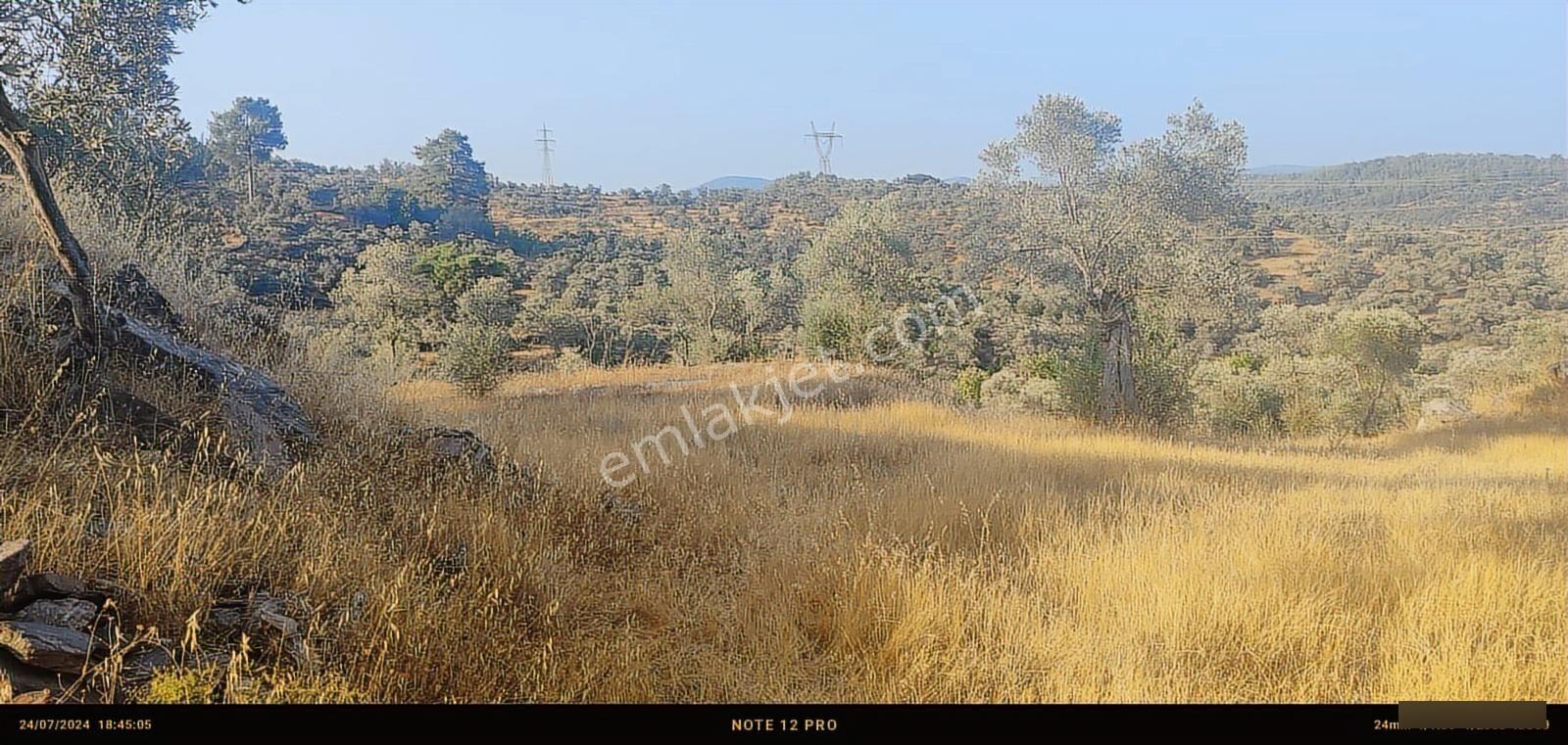 Pınar Emlak Satılık Muğla İli Milas İlçesi Bayır Mah.yola&dere C - Görsel 30