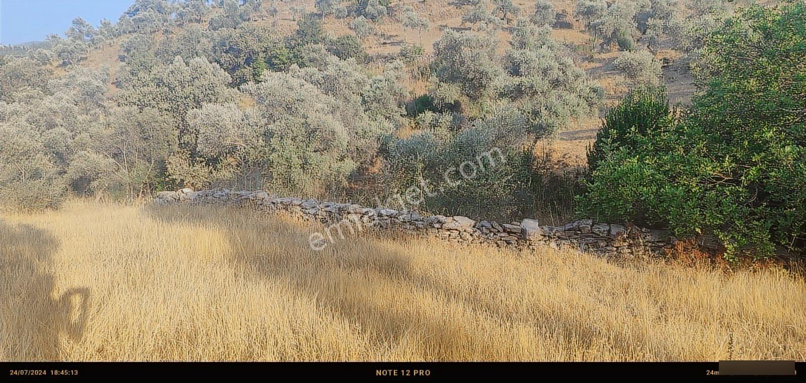 Pınar Emlak Satılık Muğla İli Milas İlçesi Bayır Mah.yola&dere C - Görsel 13