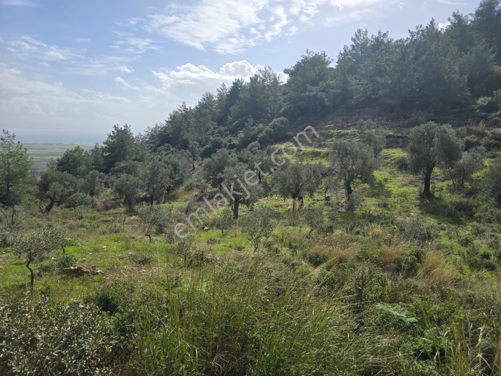 Muğla İli,milas İlçesi,çamlıca Mah.full Deniz Manzaralı 2.255 M2 - Görsel 19