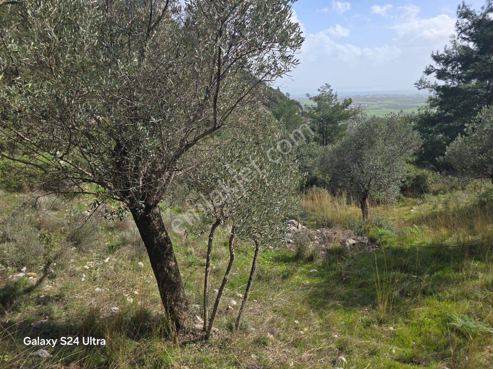 Muğla İli,milas İlçesi,çamlıca Mah.full Deniz Manzaralı 2.255 M2 - Görsel 10