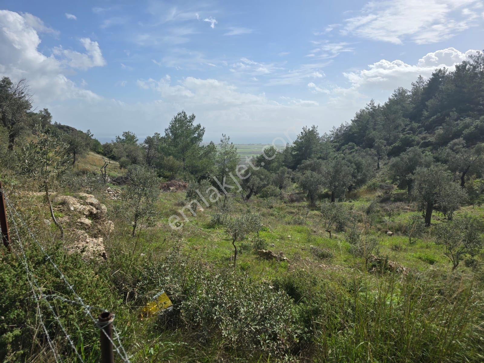 Muğla İli,milas İlçesi,çamlıca Mah.full Deniz Manzaralı 2.255 M2 - Görsel 7