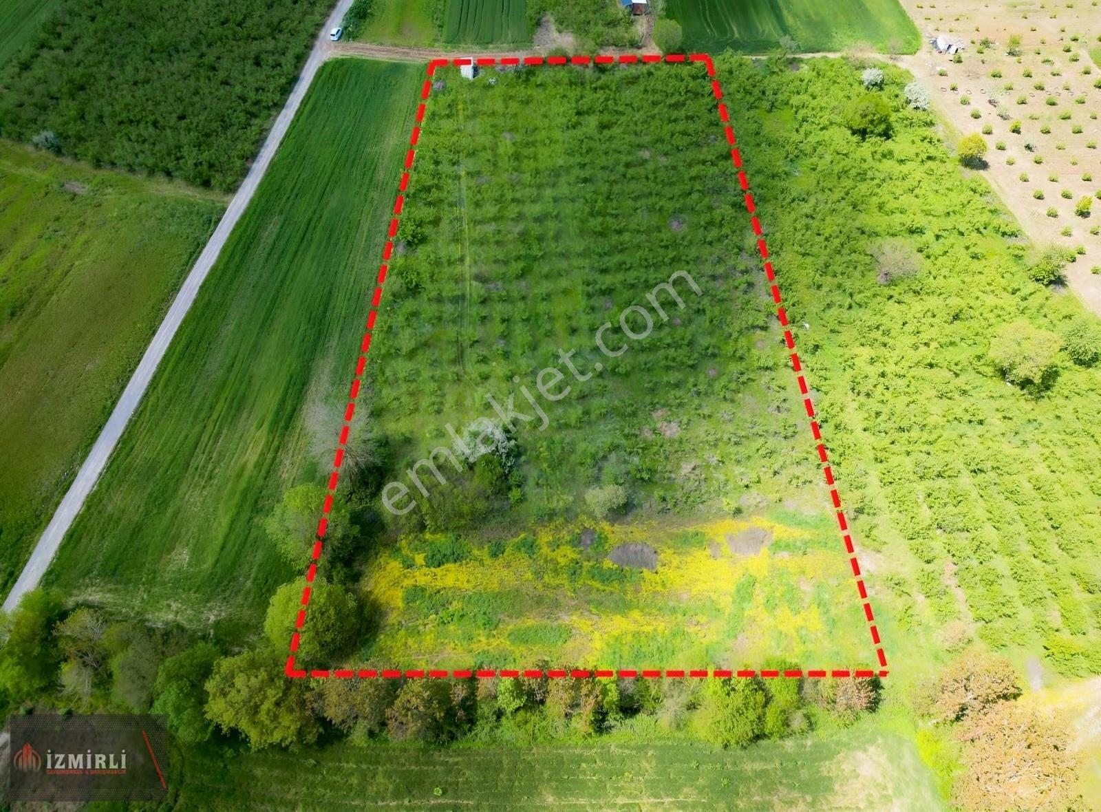 Aşırlarda 8.999 M² Düz Zemin Verimli Fındıklık