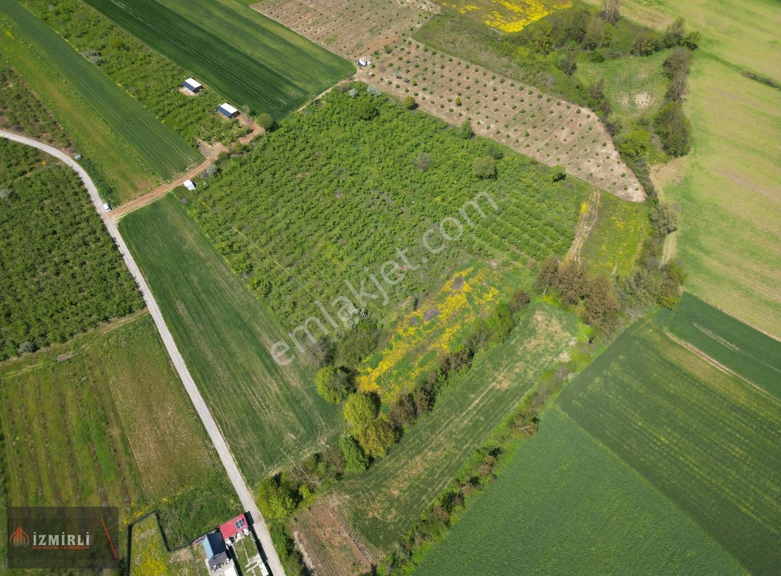 Aşırlarda 8.999 M² Düz Zemin Verimli Fındıklık - Görsel 4