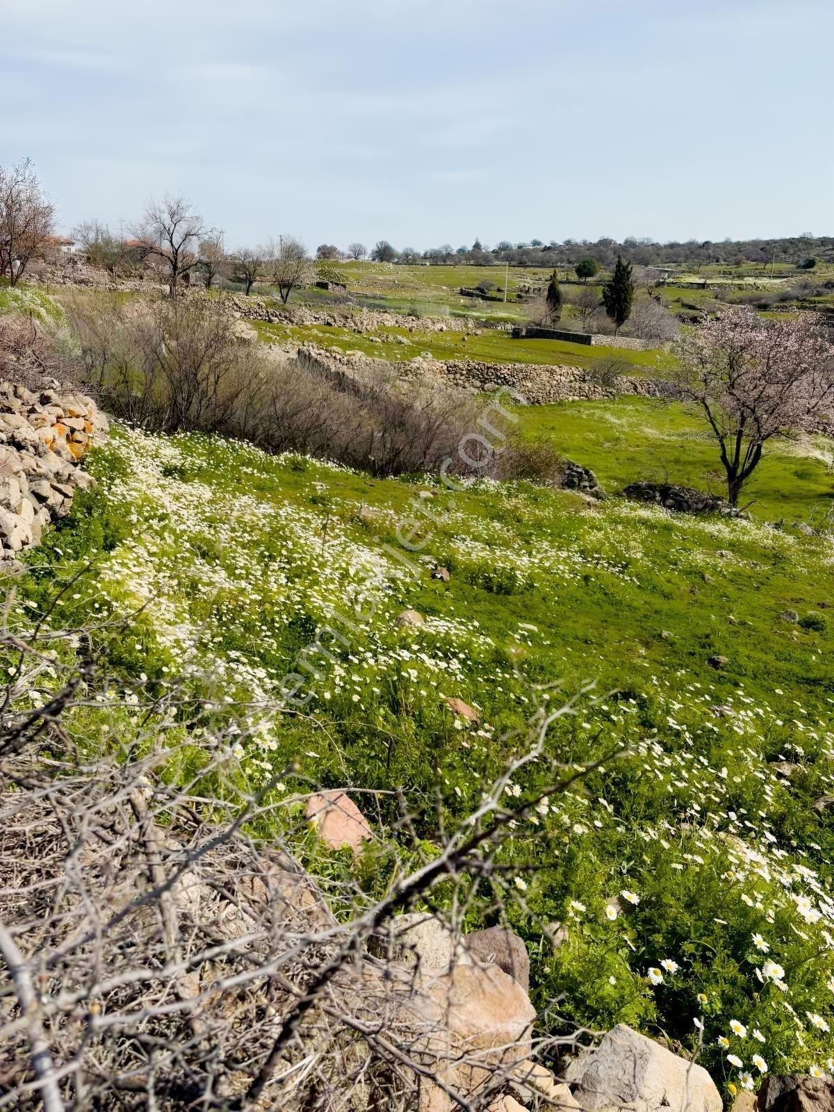 Bergama Avunduk Köyü İmar Sınırı Bahçe - Görsel 6