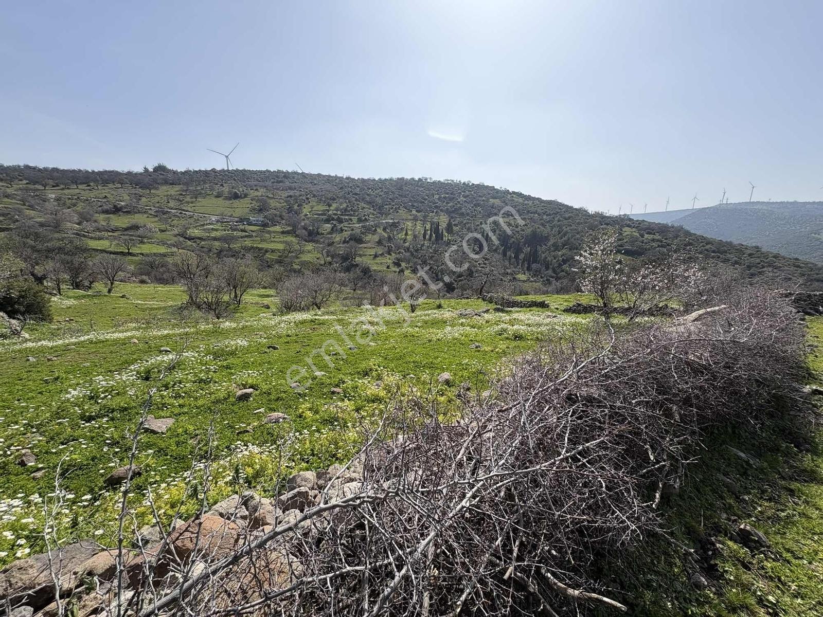 Bergama Avunduk Köyü İmar Sınırı Bahçe - Görsel 5