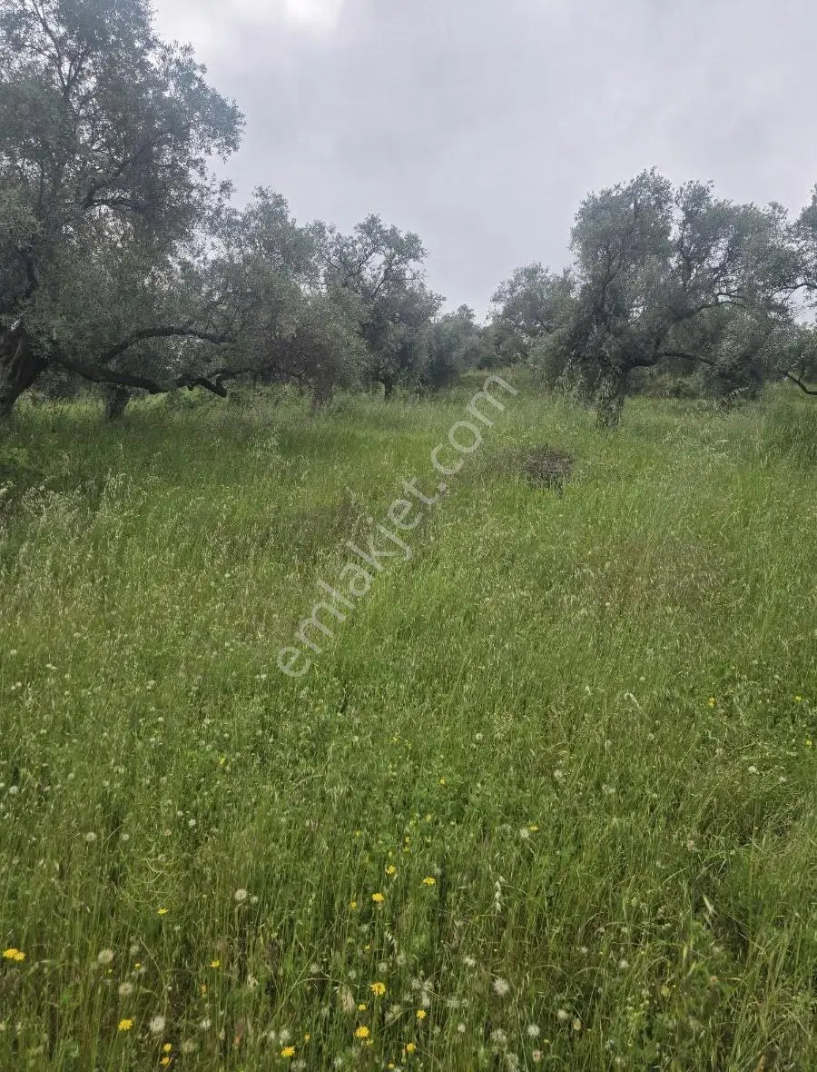 Tire Arslan Emlaktan Karacaalide 6690 M2 Merkeze 5 Dk.zeytinlik - Görsel 5
