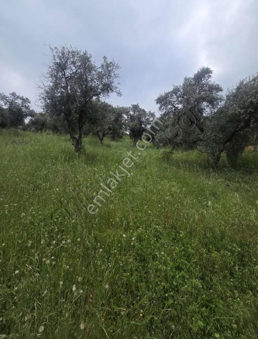 Tire Arslan Emlaktan Karacaalide 6690 M2 Merkeze 5 Dk.zeytinlik - Görsel 10