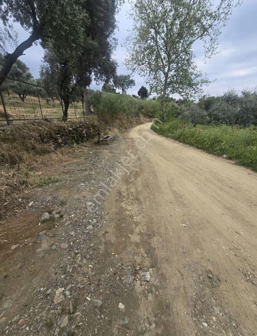 Tire Arslan Emlaktan Karacaalide 6690 M2 Merkeze 5 Dk.zeytinlik - Görsel 6