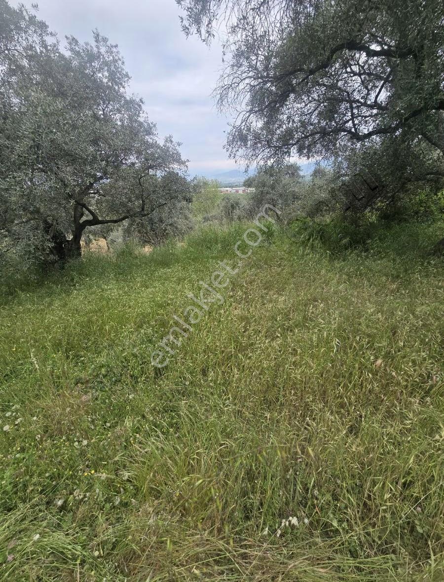 Tire Arslan Emlaktan Karacaalide 6690 M2 Merkeze 5 Dk.zeytinlik - Görsel 11