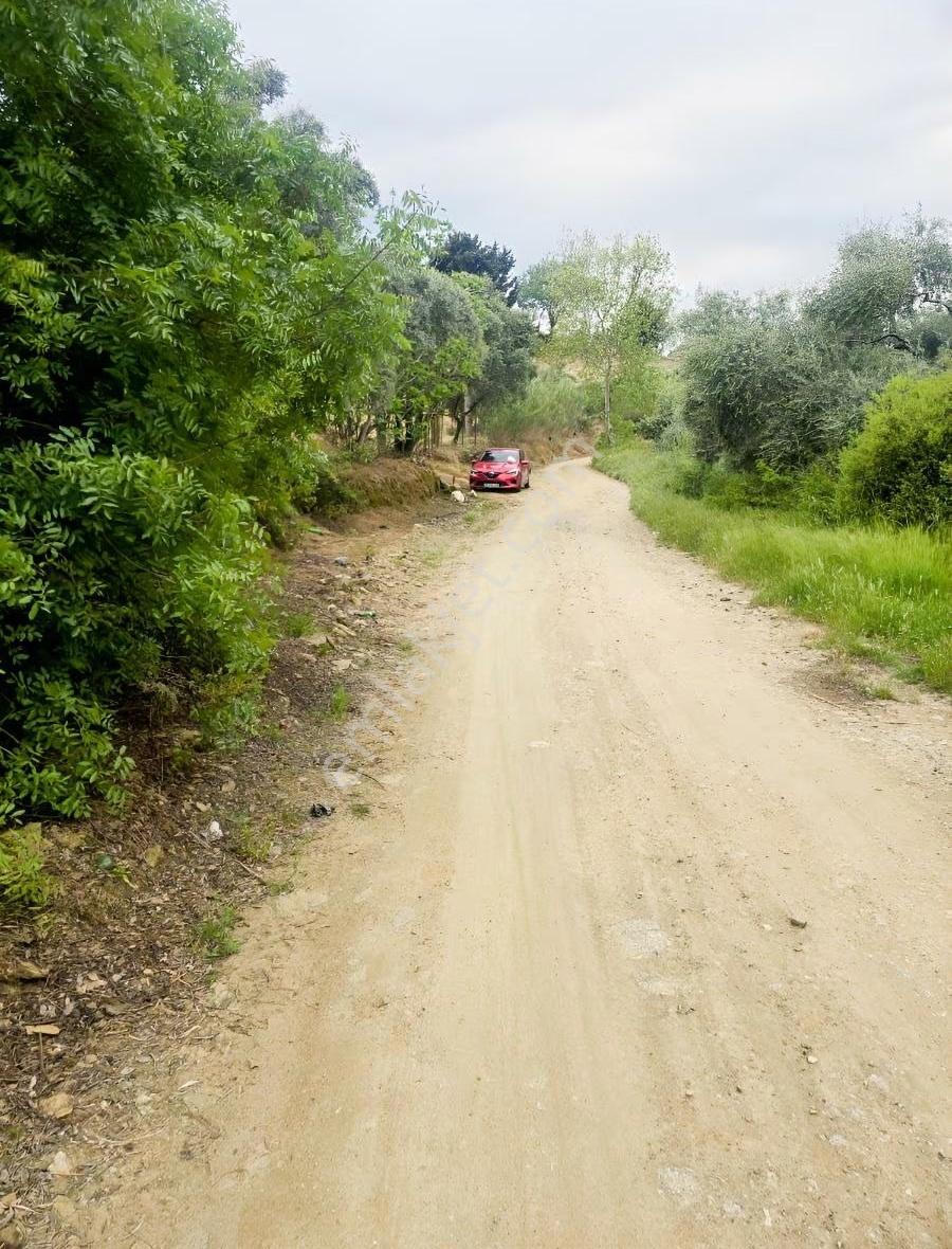 Tire Arslan Emlaktan Karacaalide 6690 M2 Merkeze 5 Dk.zeytinlik - Görsel 4