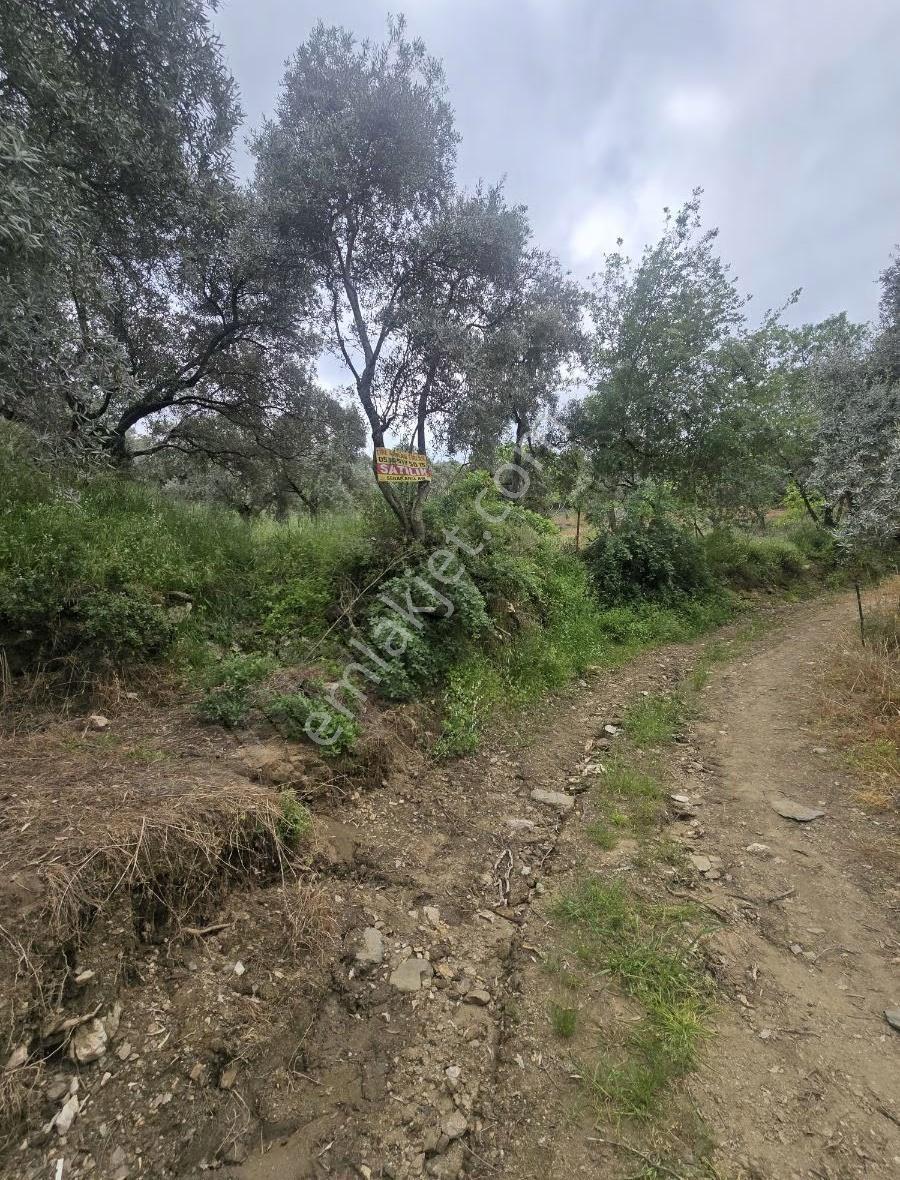 Tire Arslan Emlaktan Karacaalide 6690 M2 Merkeze 5 Dk.zeytinlik - Görsel 9