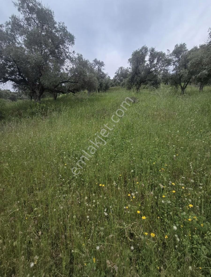 Tire Arslan Emlaktan Karacaalide 6690 M2 Merkeze 5 Dk.zeytinlik - Görsel 12