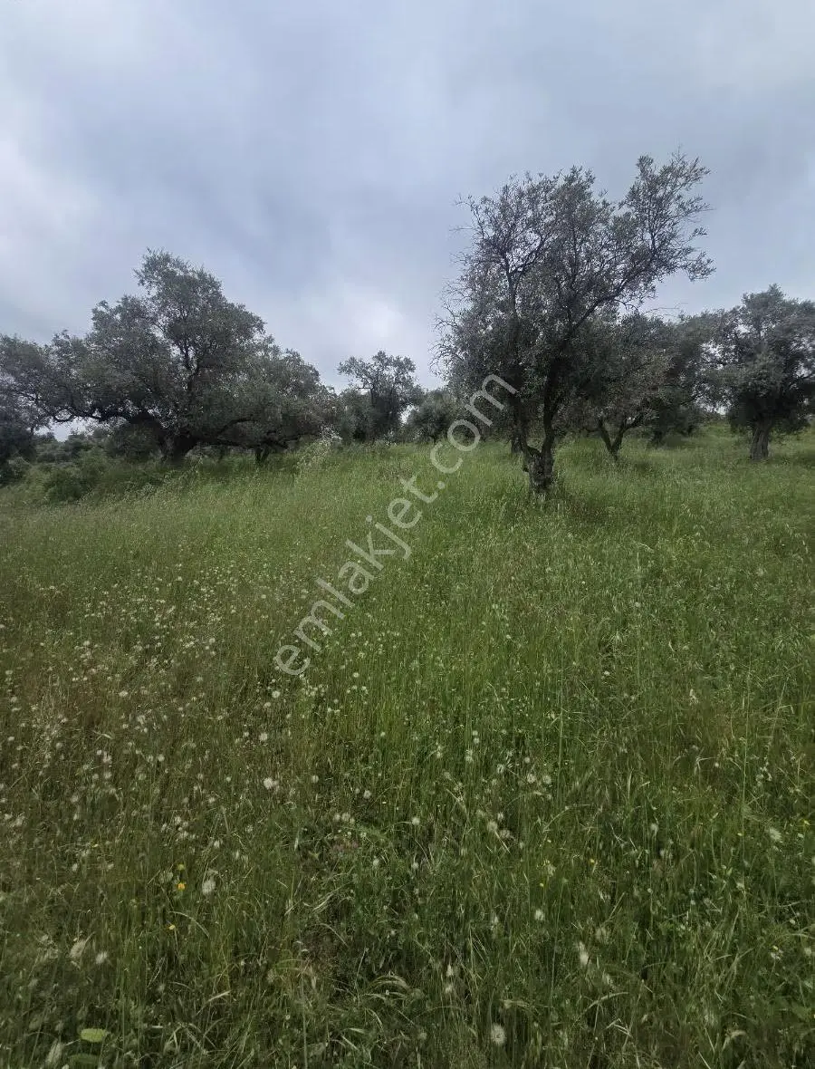 Tire Arslan Emlaktan Karacaalide 6690 M2 Merkeze 5 Dk.zeytinlik - Görsel 2