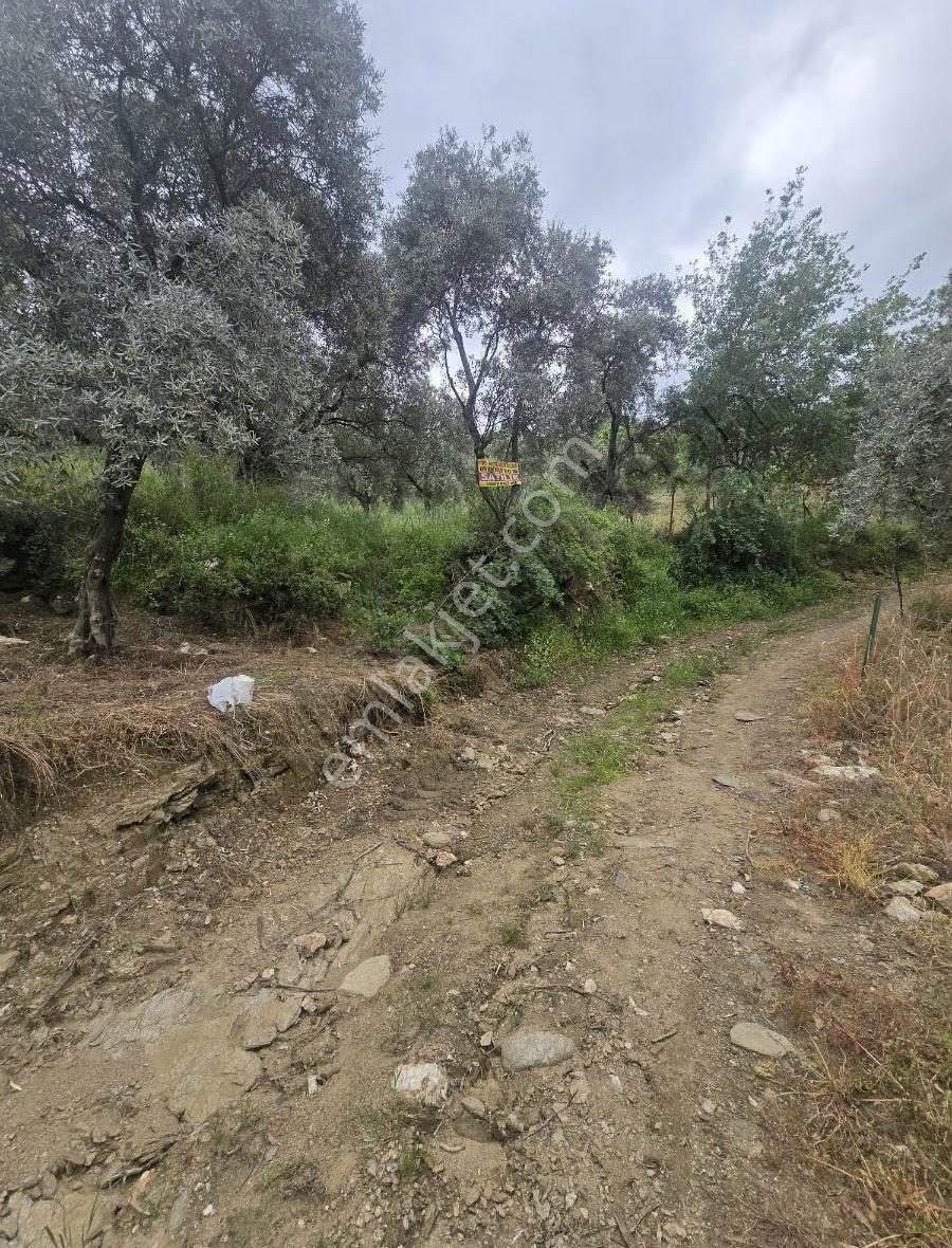 Tire Arslan Emlaktan Karacaalide 6690 M2 Merkeze 5 Dk.zeytinlik - Görsel 17