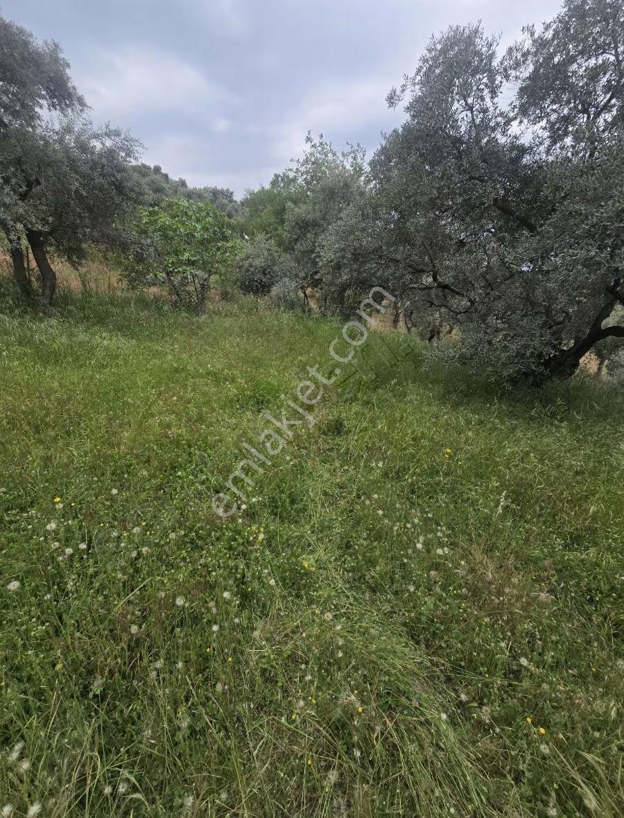 Tire Arslan Emlaktan Karacaalide 6690 M2 Merkeze 5 Dk.zeytinlik - Görsel 16