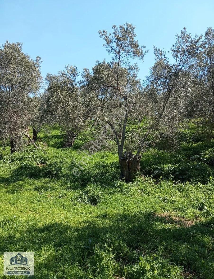 Balıkesır Burhanıye Bahadınlıda Satılık Hisseli Zeytlınlık - Görsel 3
