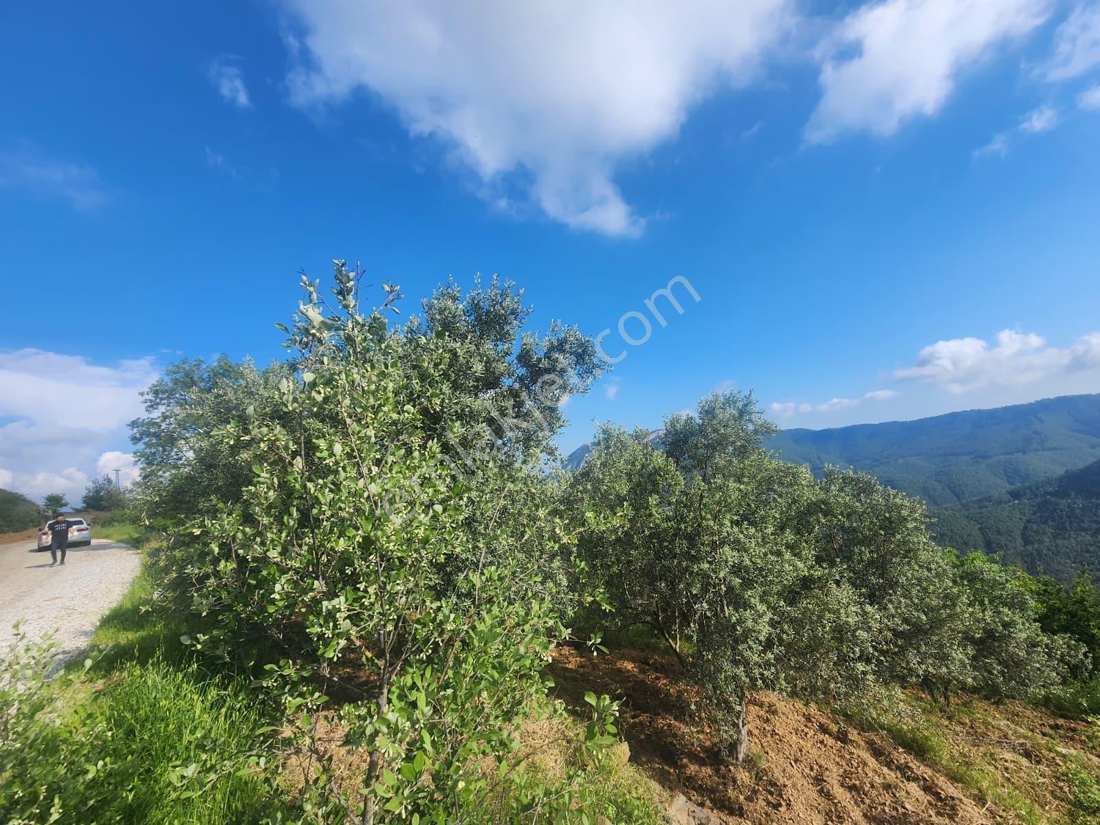 Alanya Çamlıca Köyü Satılık 2400 M2 Müstakil Tapulu Tarla - Görsel 5