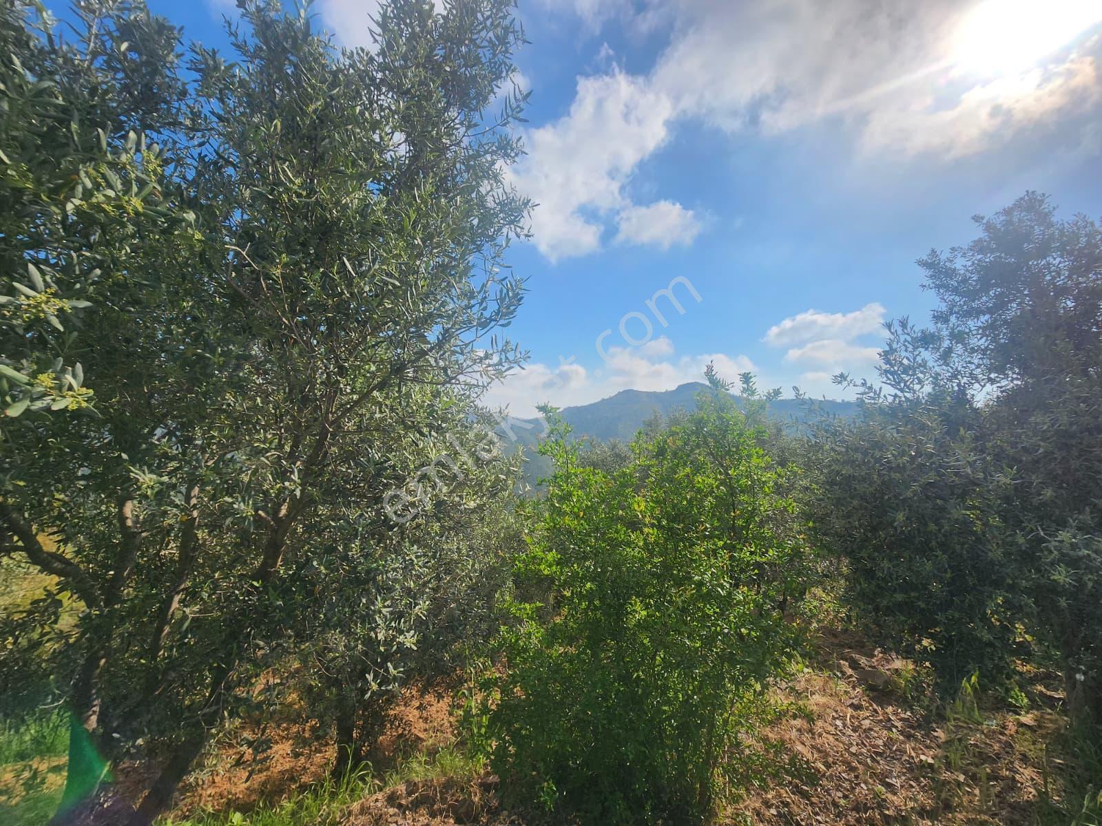 Alanya Çamlıca Köyü Satılık 2400 M2 Müstakil Tapulu Tarla - Görsel 12
