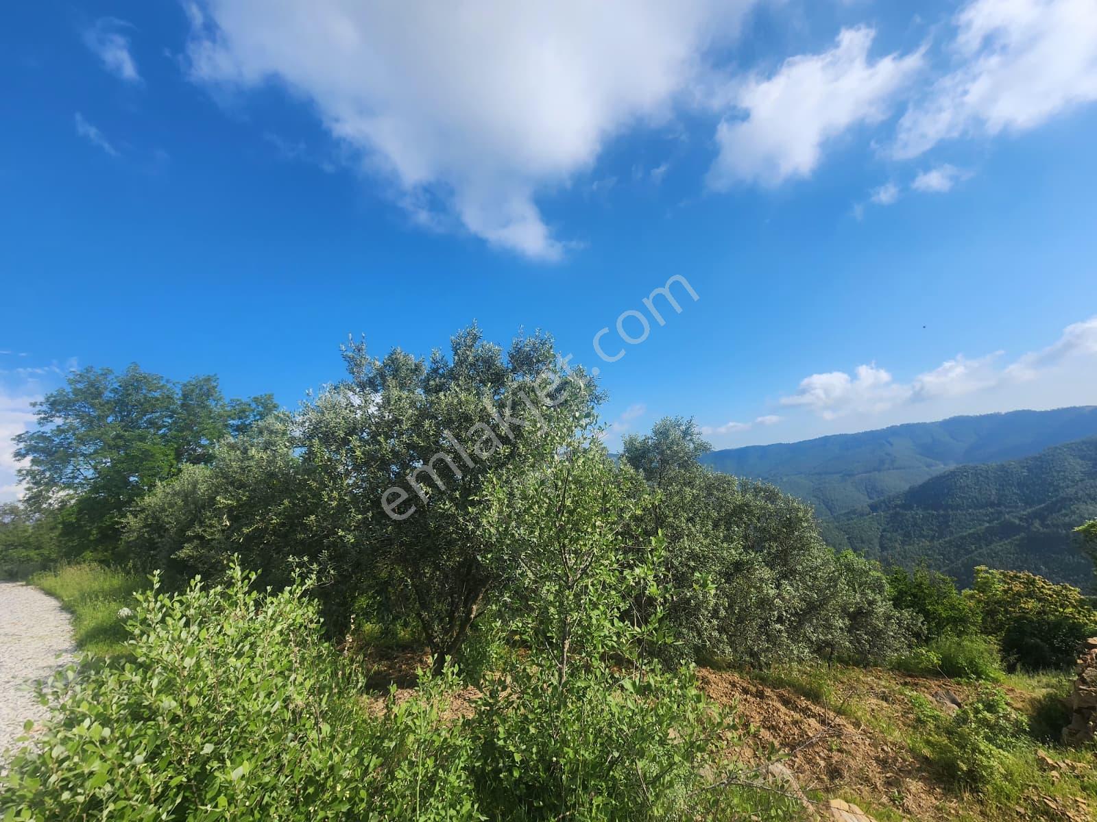 Alanya Çamlıca Köyü Satılık 2400 M2 Müstakil Tapulu Tarla - Görsel 6