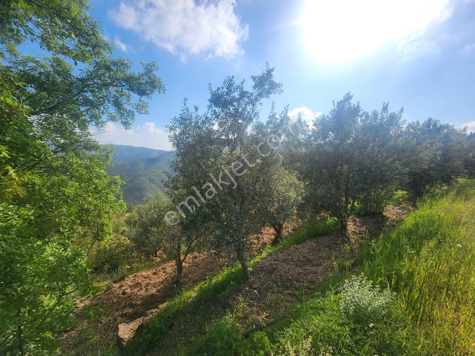 Alanya Çamlıca Köyü Satılık 2400 M2 Müstakil Tapulu Tarla - Görsel 3