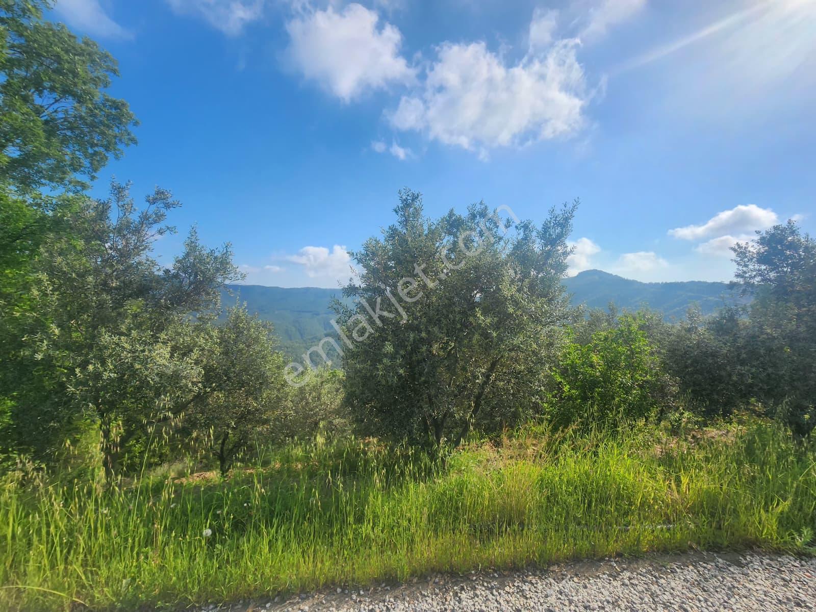 Alanya Çamlıca Köyü Satılık 2400 M2 Müstakil Tapulu Tarla - Görsel 4