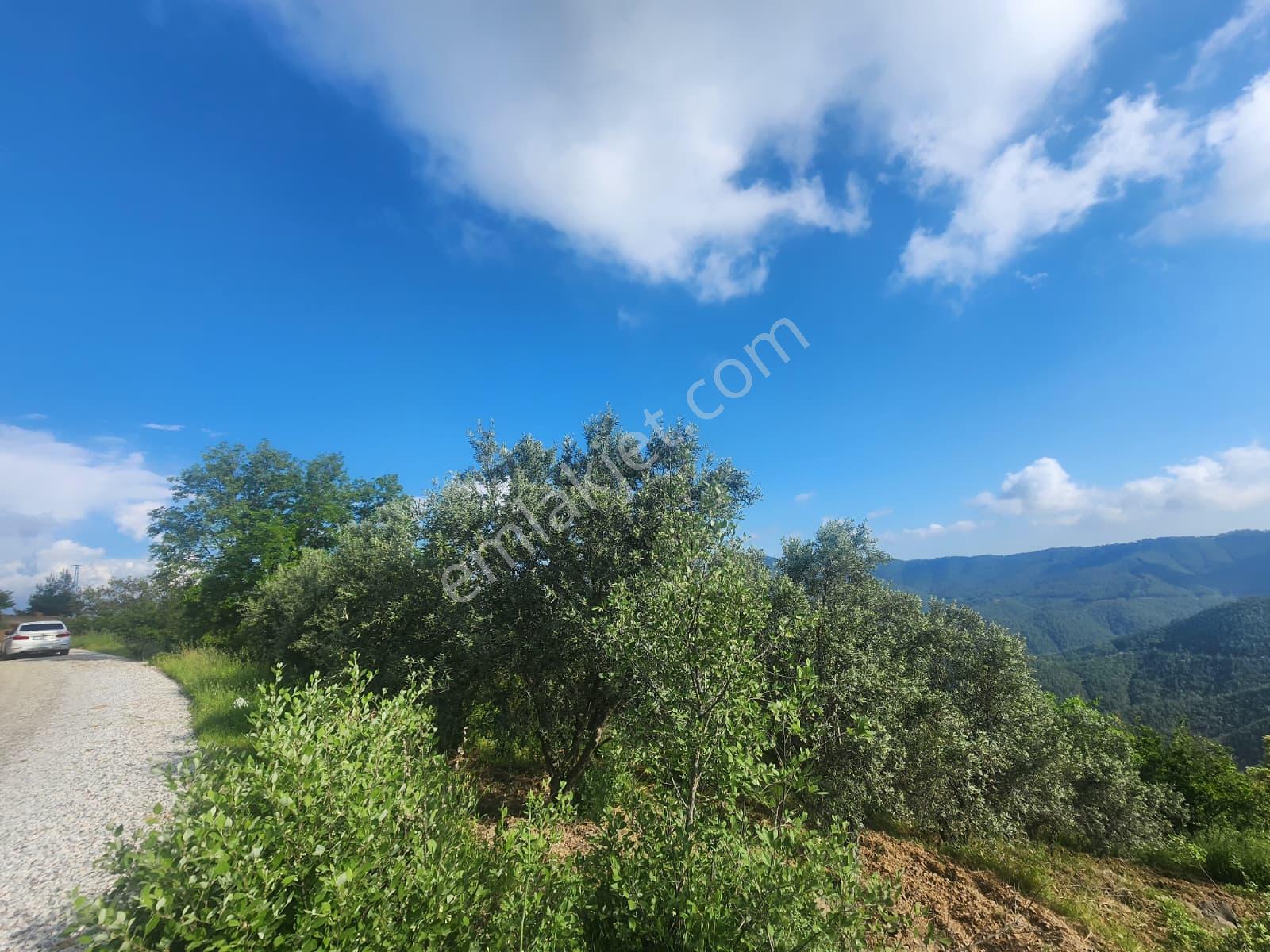 Alanya Çamlıca Köyü Satılık 2400 M2 Müstakil Tapulu Tarla - Görsel 15