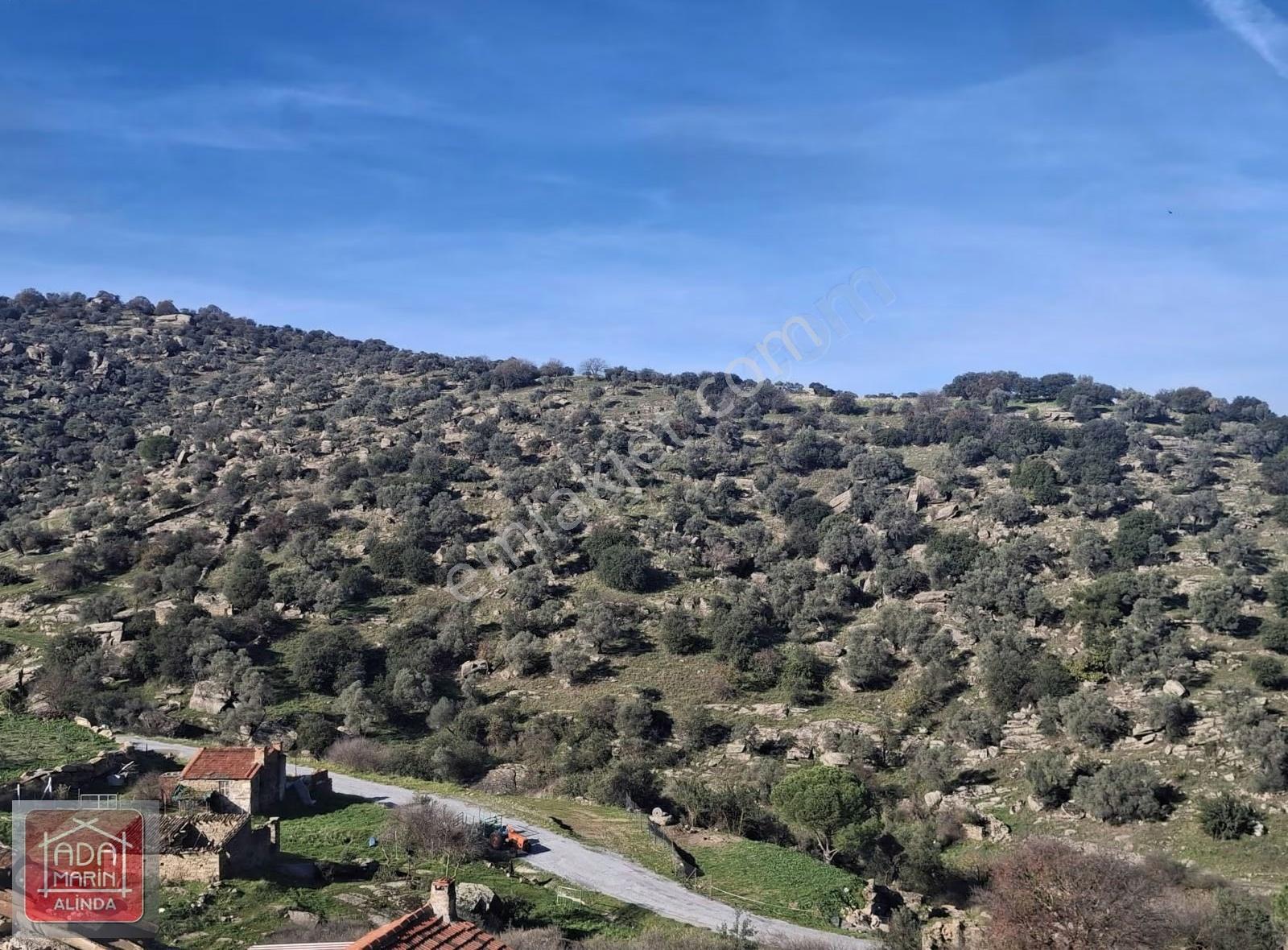 Söke Akçakayada Yola Sıfır 21 Dönüm Satılık Zeytinlik - Görsel 6