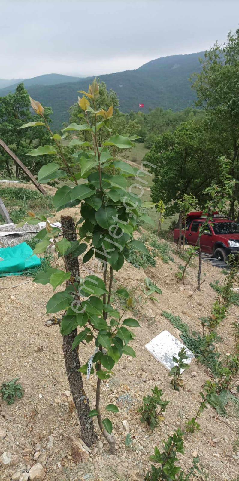 C21 Cius;yenişehir Burcun Köyünde Satılık Tarla - Görsel 9