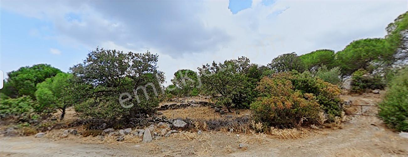 İzmir Bergama Aşağıbey Mah.satılık Bağ Yeri - Görsel 3