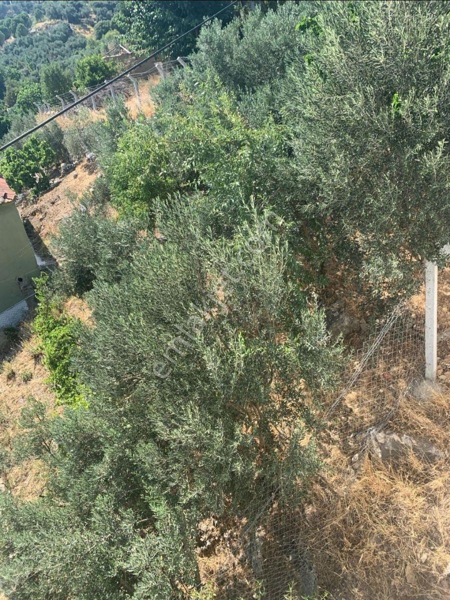 Söke Güllübahçede Satılık Arsa - Görsel 15