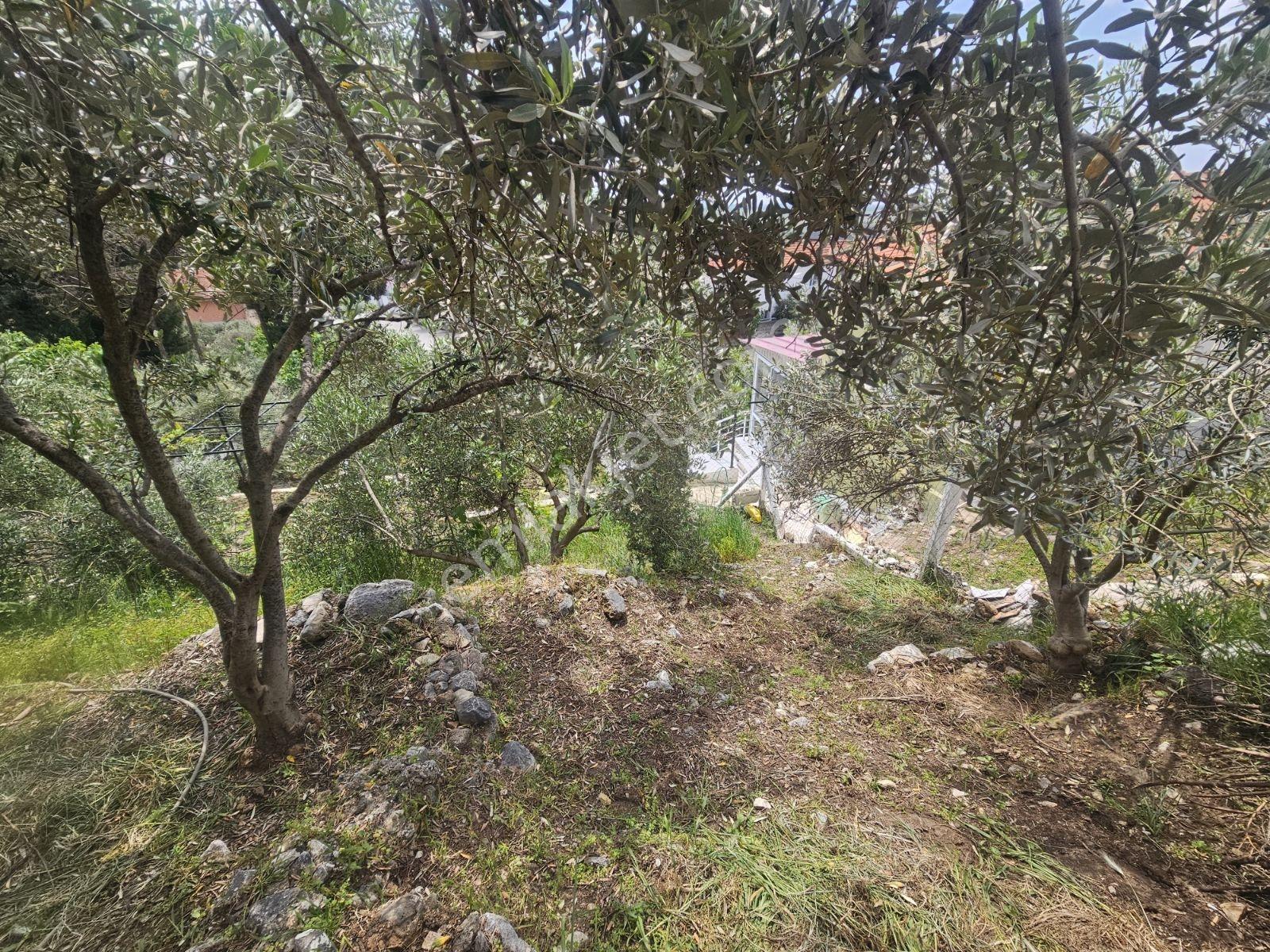Söke Güllübahçede Satılık Arsa - Görsel 5