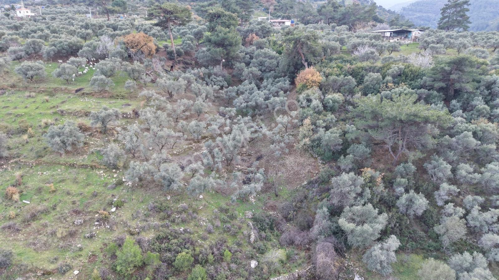Armutlu Merkezine Yakın Müstakil Tapulu 1600m² Zeytinlik - Görsel 6