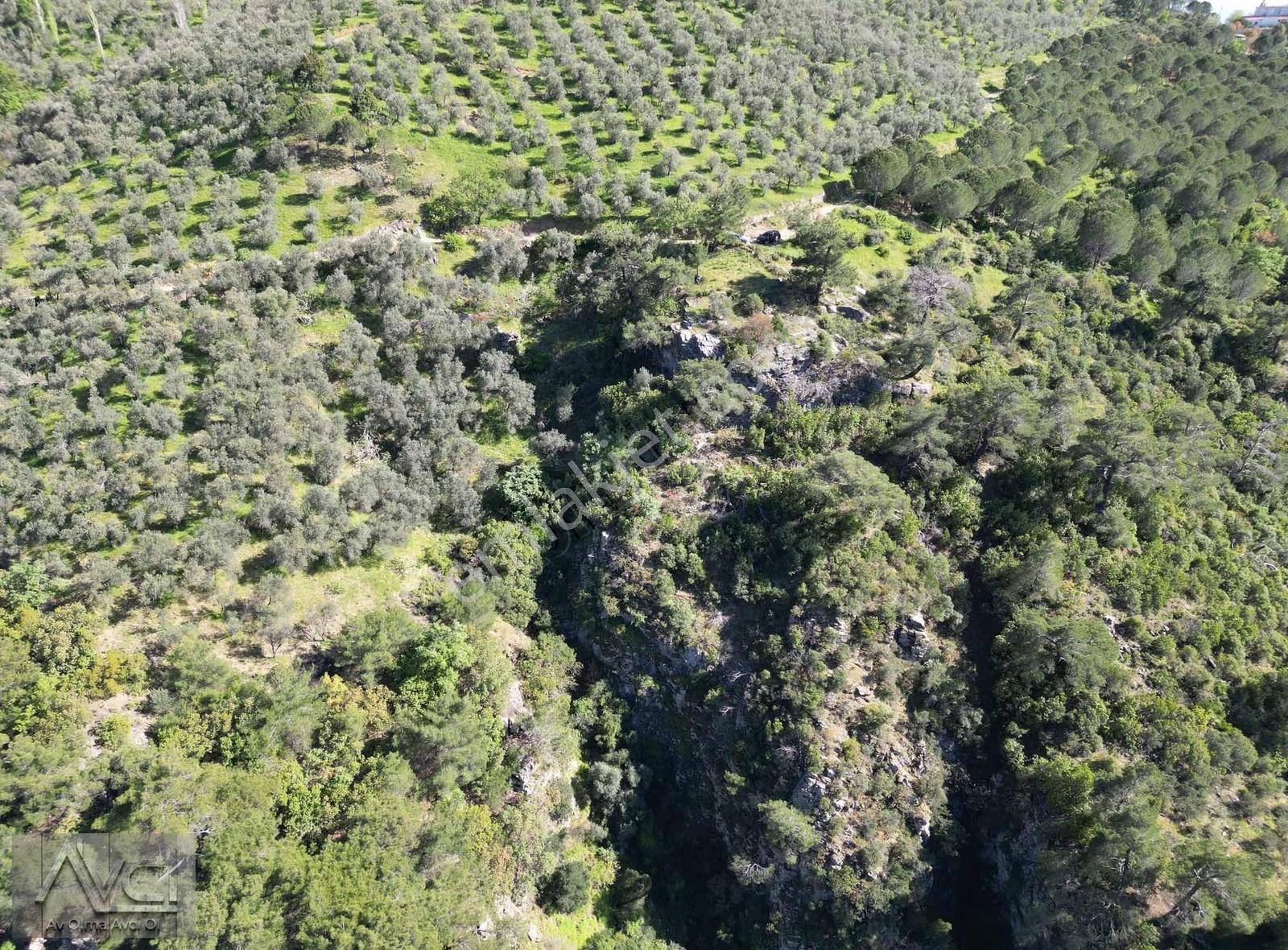 Avcı'dan Doyran 4500m2 Kadastro Yol Yatırıma Uygun Zeytinlik - Görsel 9