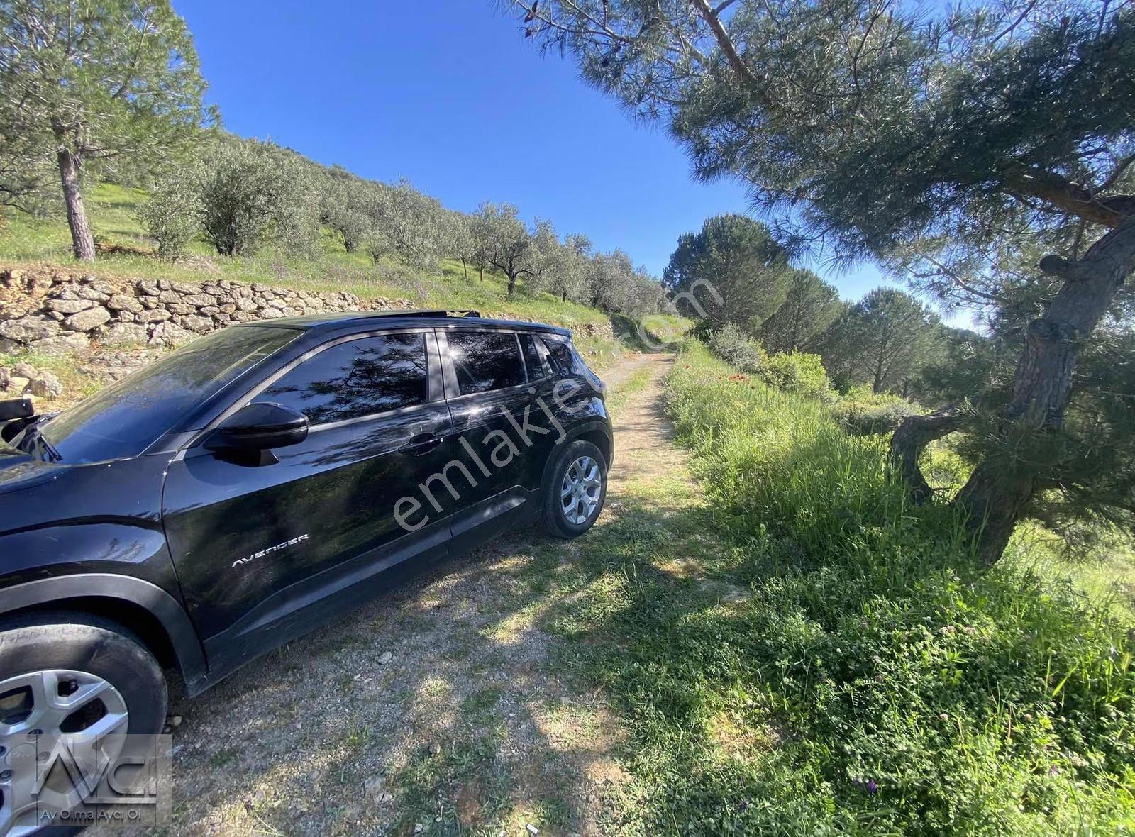 Avcı'dan Doyran 4500m2 Kadastro Yol Yatırıma Uygun Zeytinlik - Görsel 6