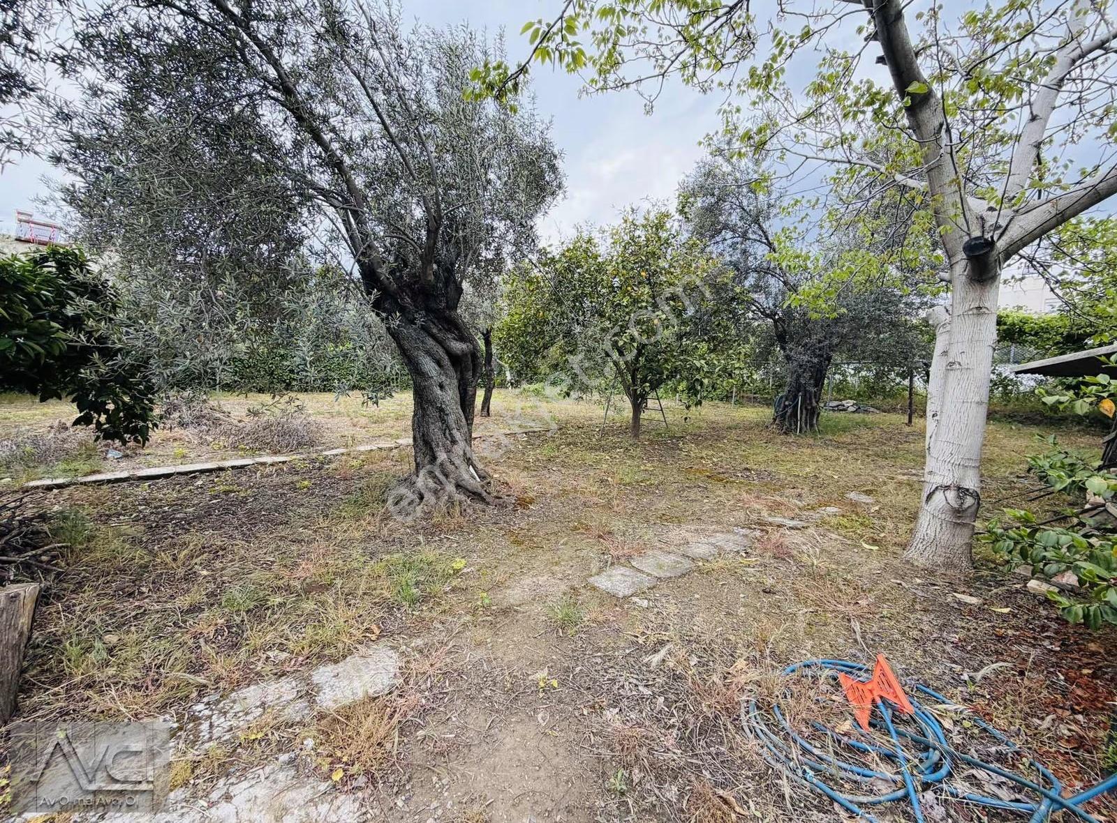 Avcı'dan Altınoluk'ta 2.5 Dönüm Arazı Uzerınde Denize Sıfır - Görsel 14