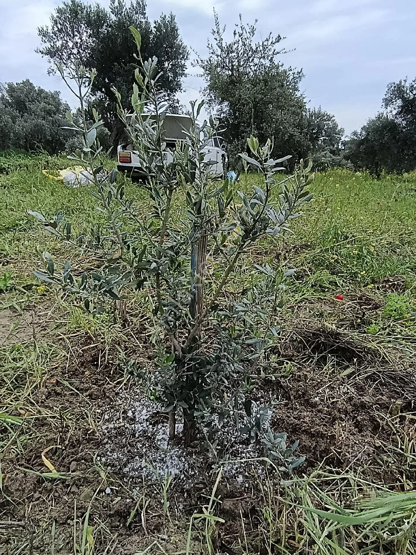 Uygun Zeytinlik
