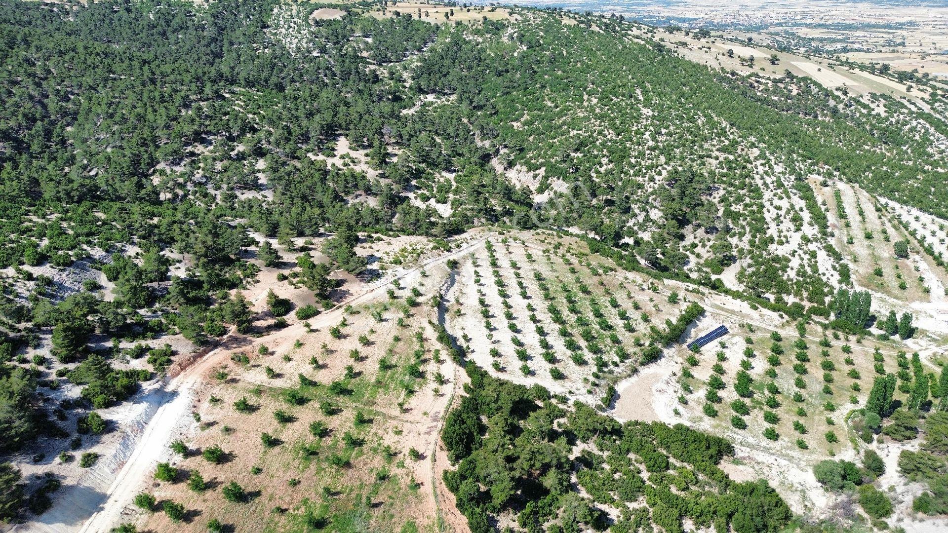Ceviz Bahçesi..bağı Bahçesi Evi Deposu Ne Ararsanız Var - Görsel 12