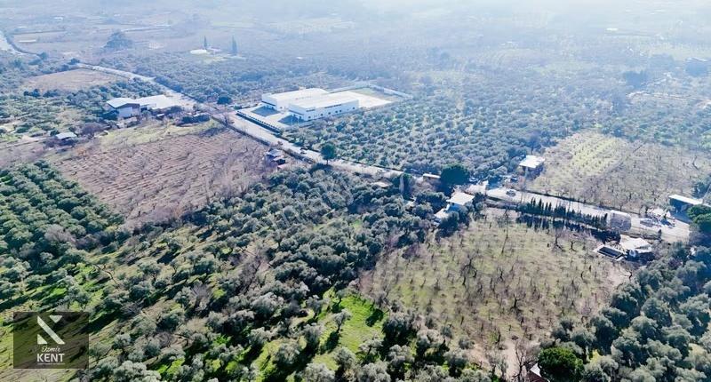 Kemalpaşa M.akif Ersoy Satılık 7.250 M2 Bahçe Tek Tapu - Görsel 7