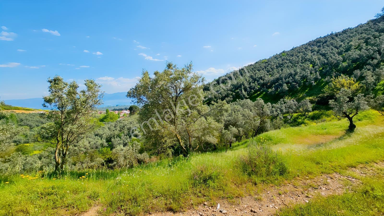 Orhangazi Çakırlı' Harika Göl Manzaralı/yolu Olan 1,127 M² Tarla - Görsel 34