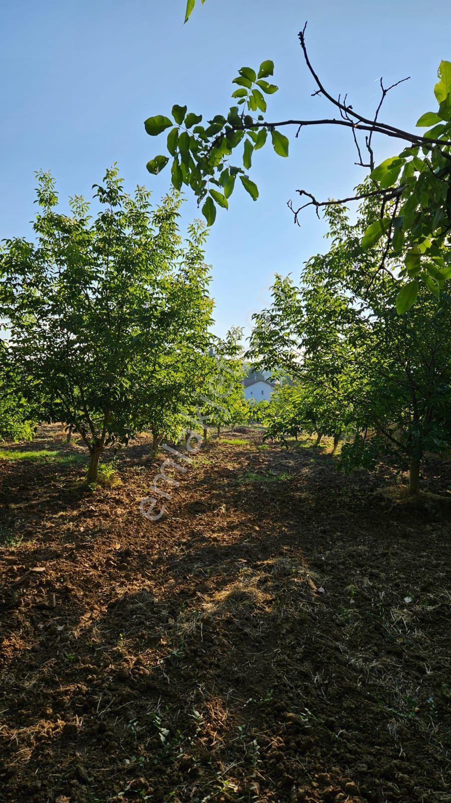 Bursa Yenişehir 4243 M2 Arazi İçinde Çiftlik Evi - Görsel 6