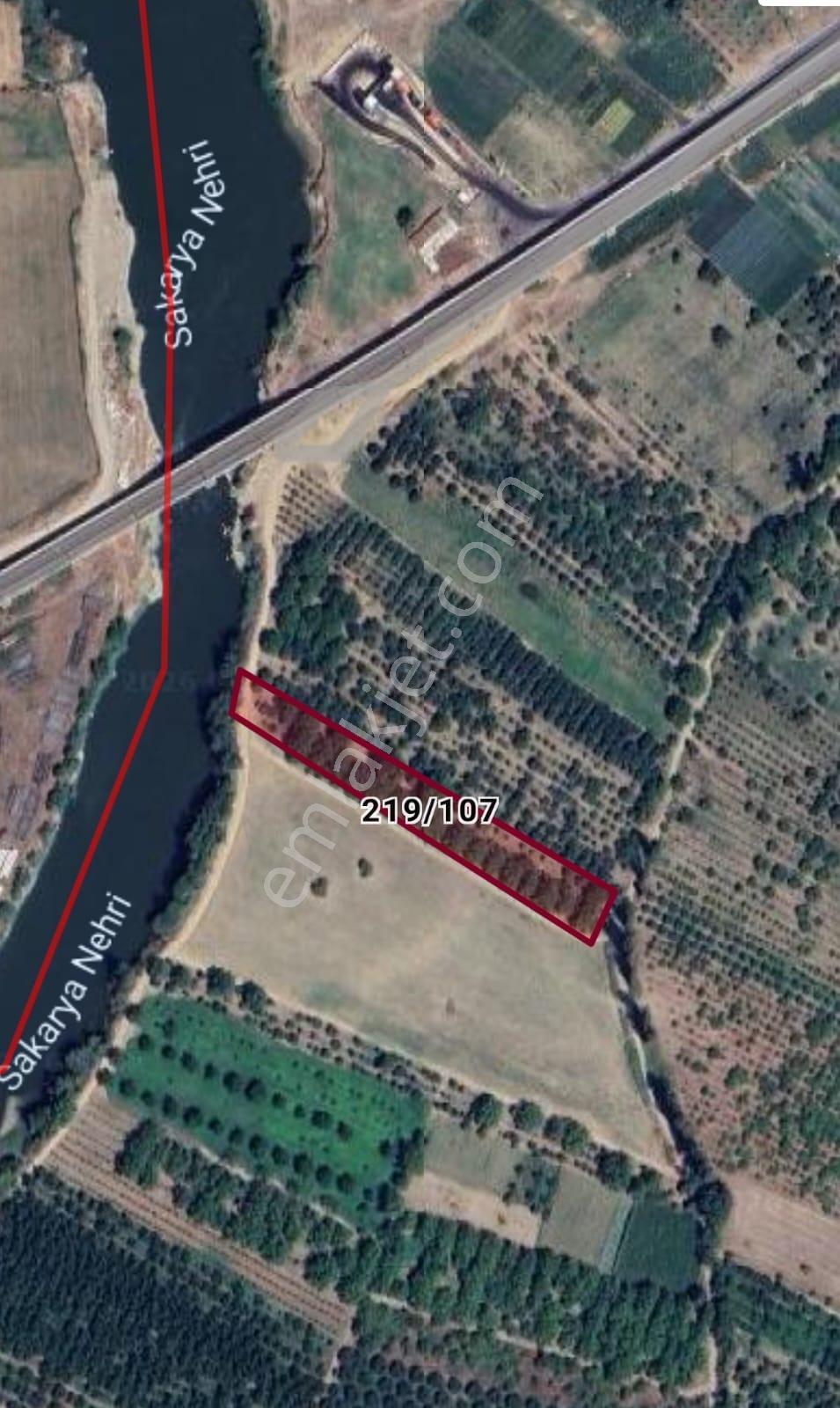 Remax Hür'den Geyve'de Sakarya Nehri Kenarında Satılık Cevizlik - Görsel 17