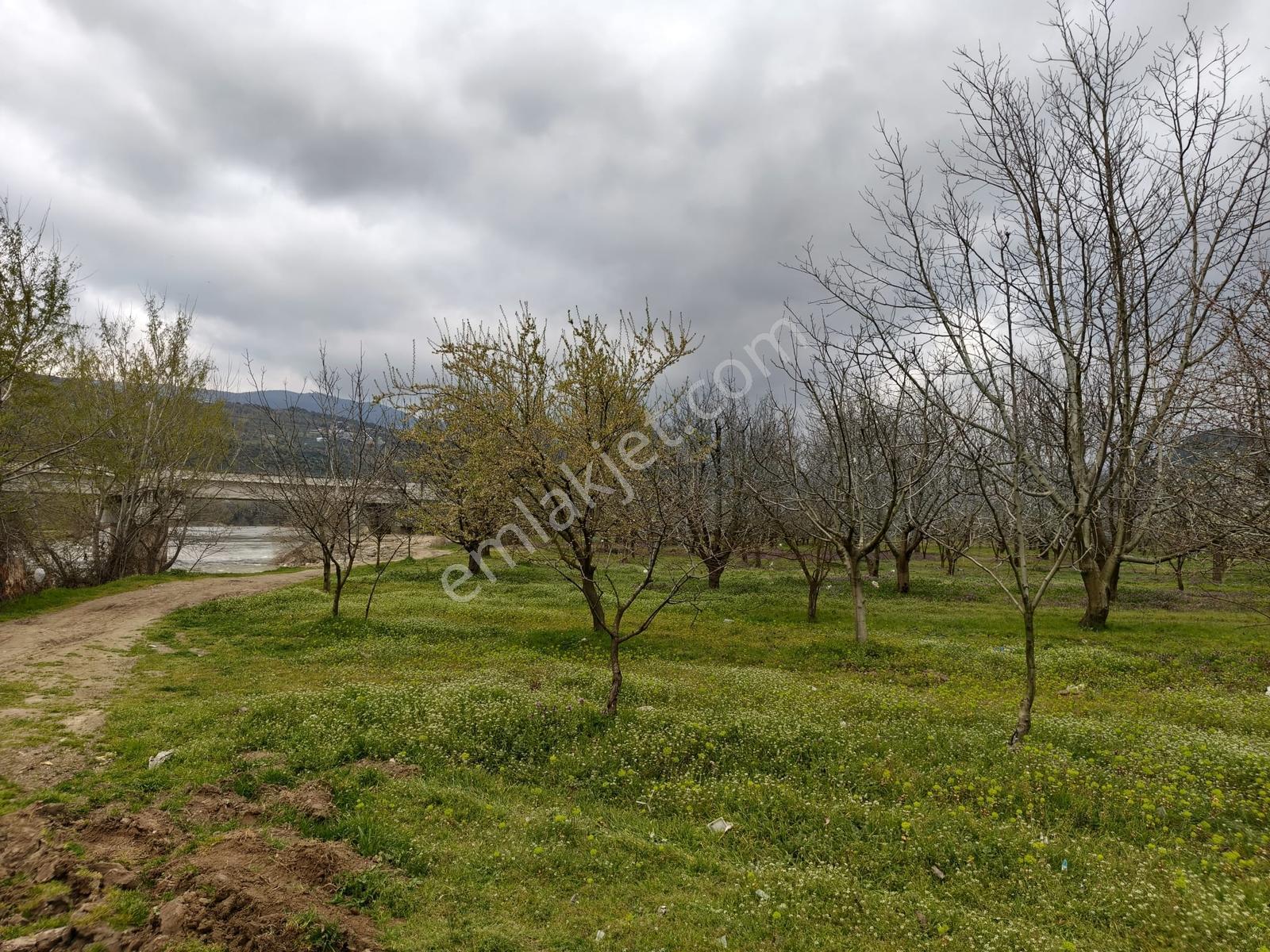 Remax Hür'den Geyve'de Sakarya Nehri Kenarında Satılık Cevizlik - Görsel 11