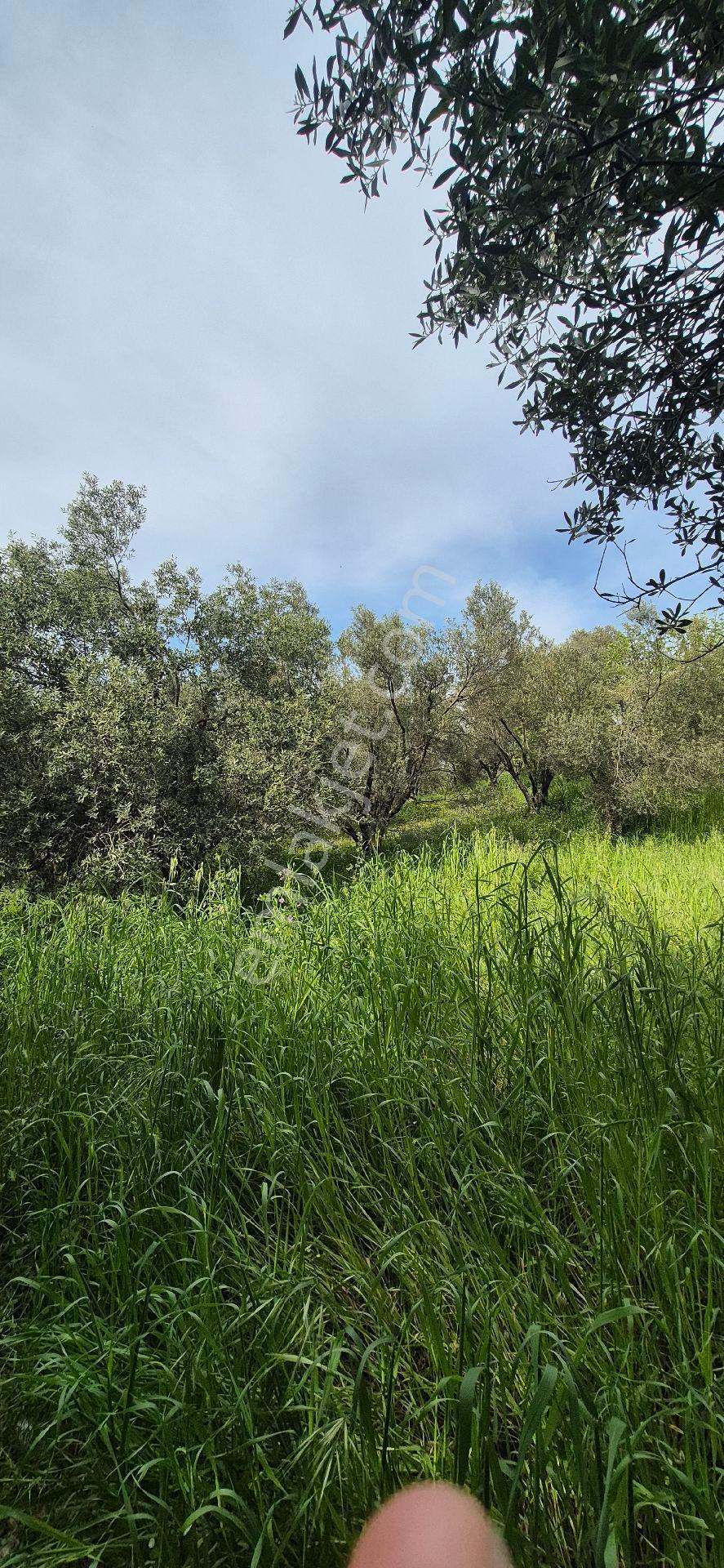 Bornova Beşyol Da Satılık Zeytinlik Tarla - Görsel 8
