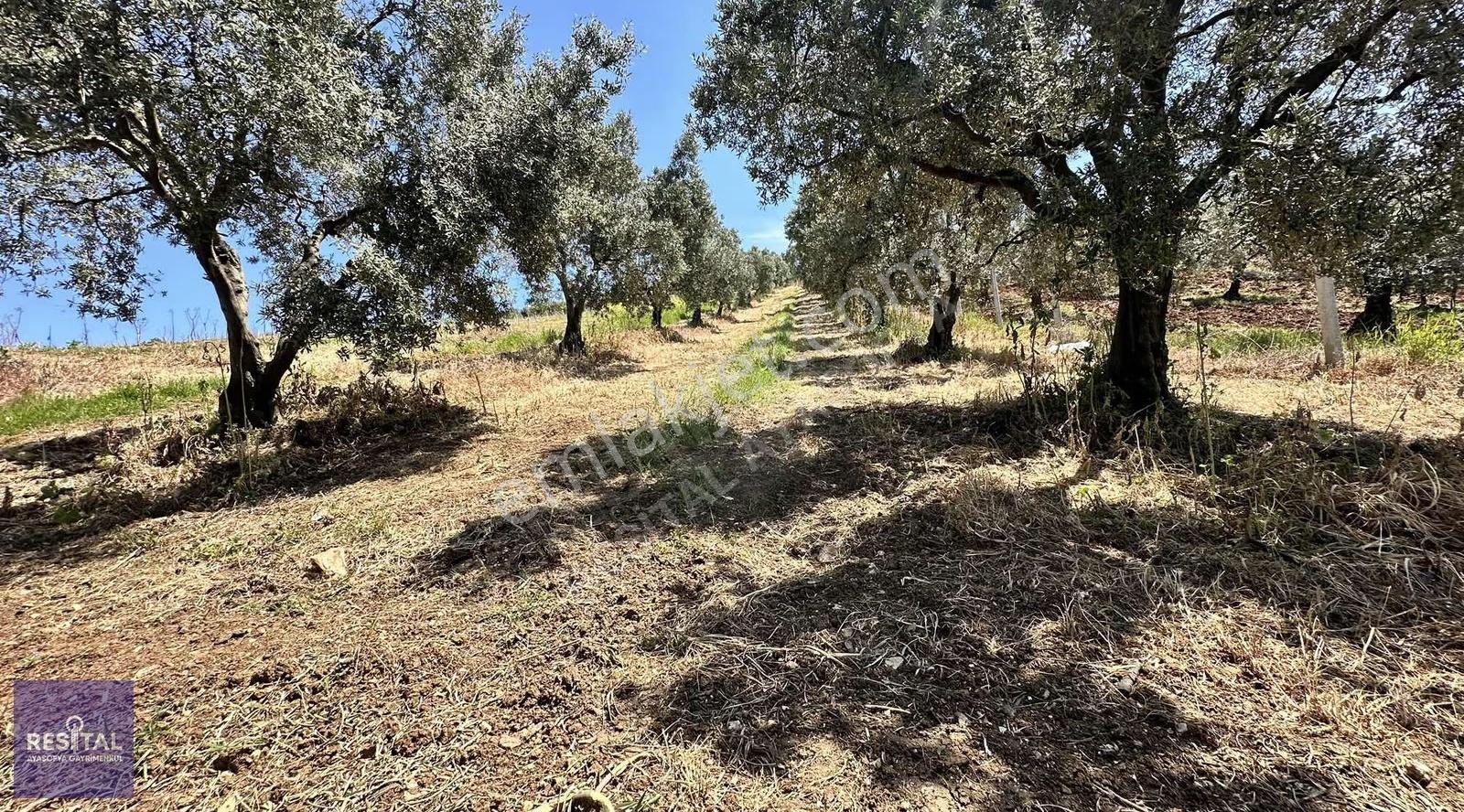 Karacabey Dağkadı Da 10750m2 Satılık Manzaralı Bahçeli Tarla - Görsel 9