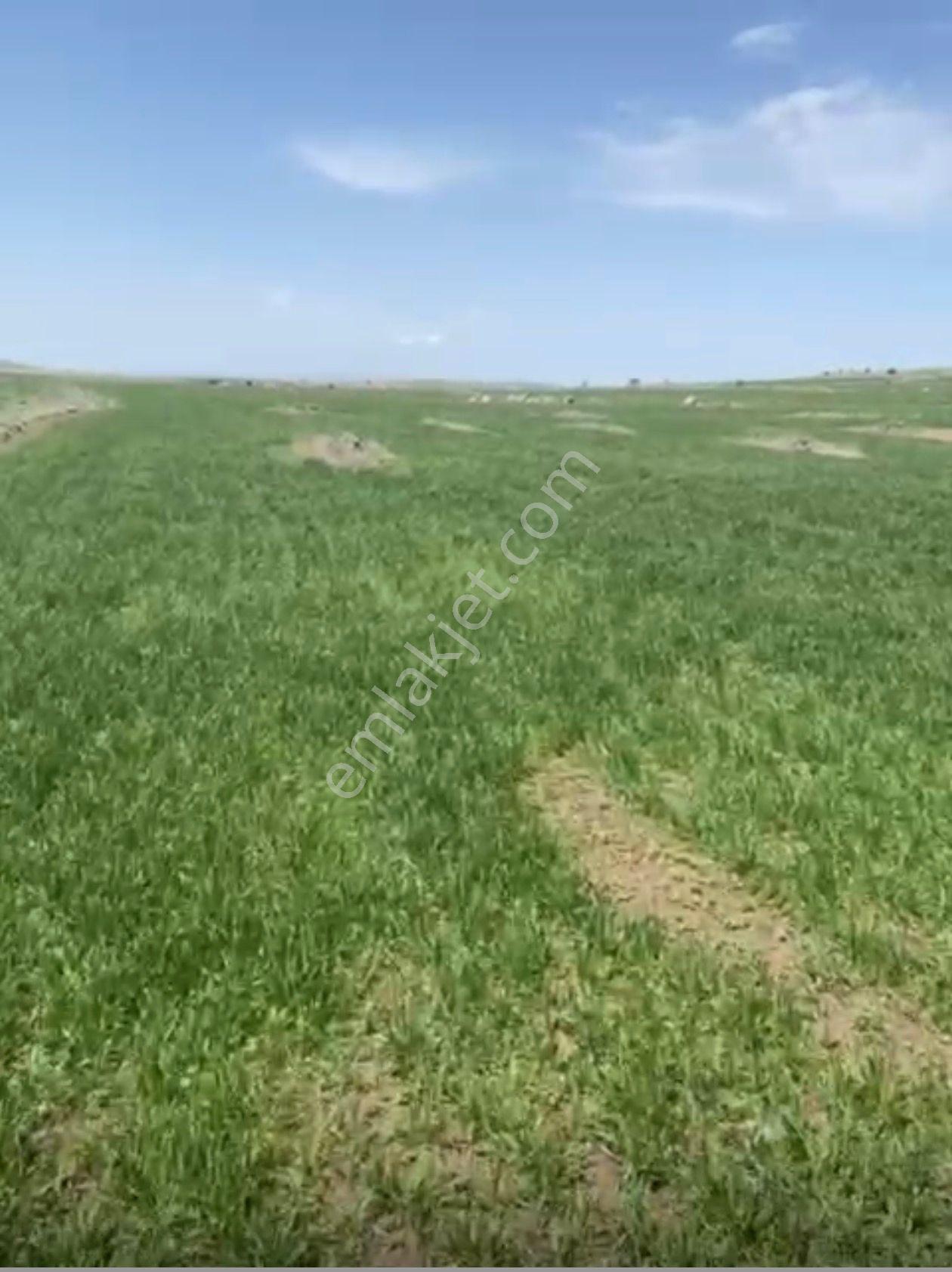 Erkılet Tepede 11.059 M2 Tek Tapu Satılık Tarla
