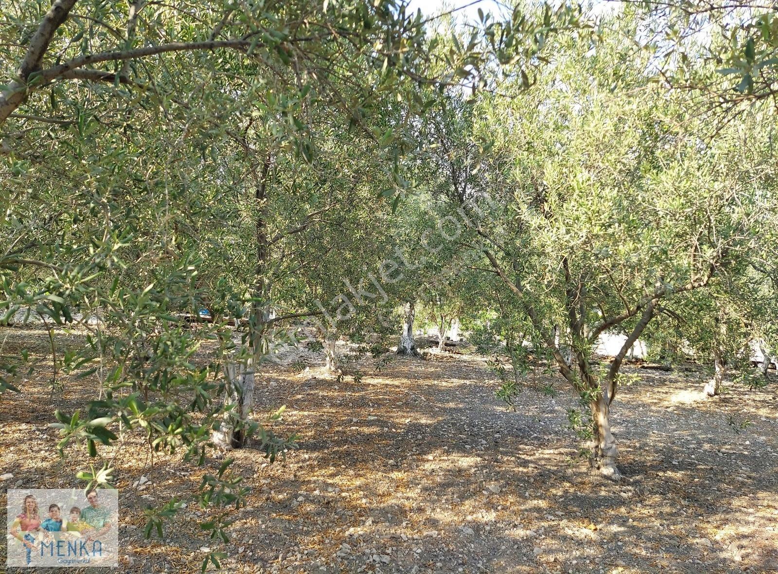Manisa Saruhanlı Tirkeş Mahallesinde 1613 M2 Satılık Tarla - Görsel 13